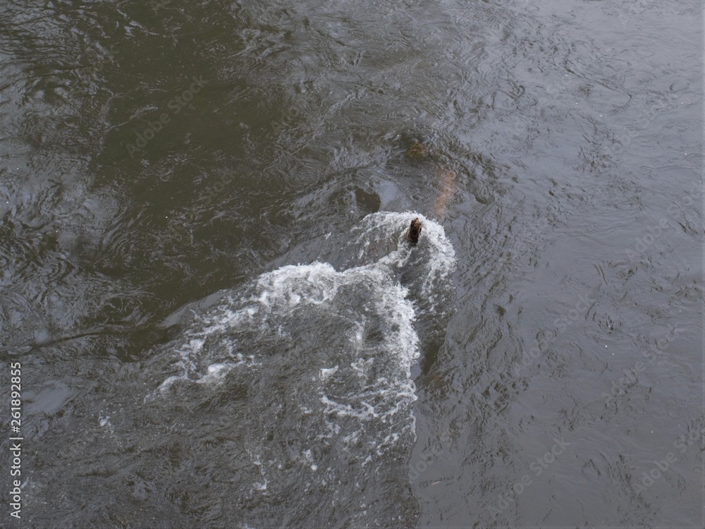 Obraz premium Branch in the water