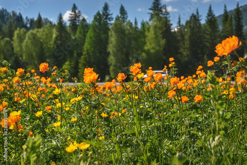 flowers orange mountains meadow