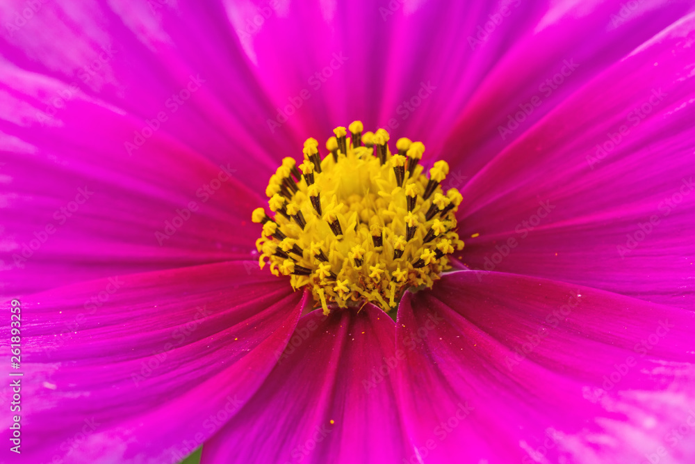 Close up pink cosmos flower (Cosmos Bipinnatus) use for background Close up pink cosmos flower (Cosmos Bipinnatus) use for background