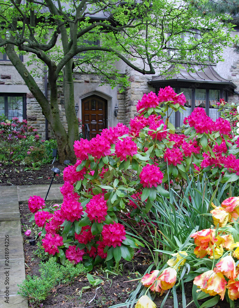 house with large mauve rhododendron bush in front garden