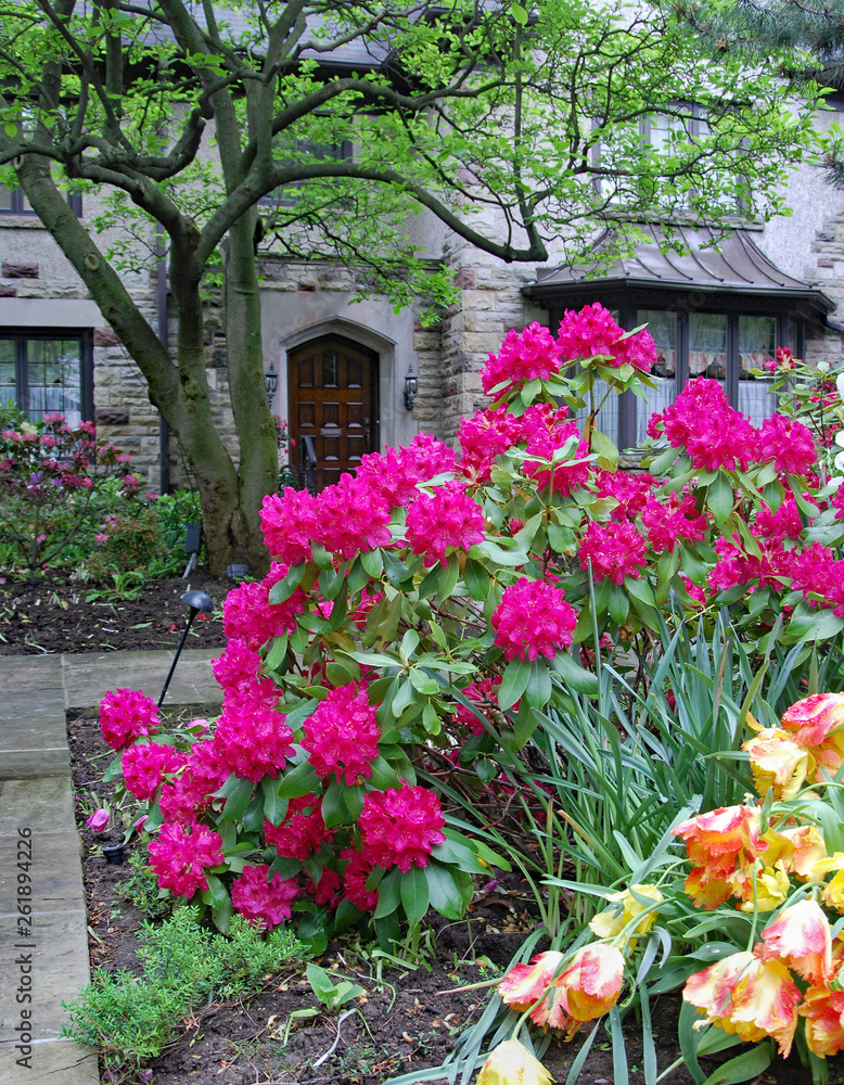 house with large mauve rhododendron bush in front garden house with large mauve rhododendron bush in front garden