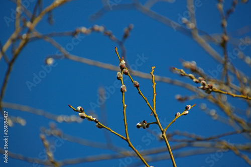 buds on willow branches against a blue sky