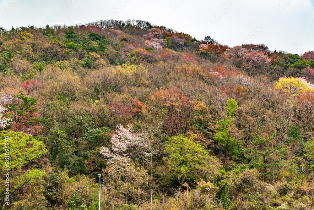  西日本の渓谷・山里、春の訪れ 