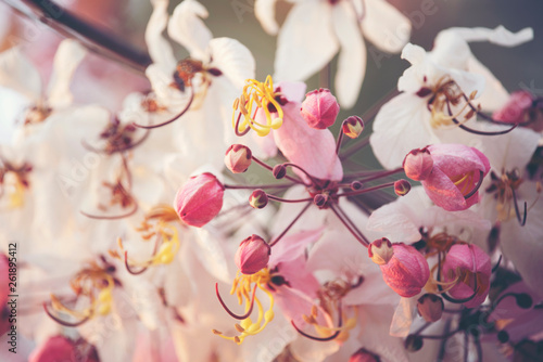 pink cassia bakeriana flowe...