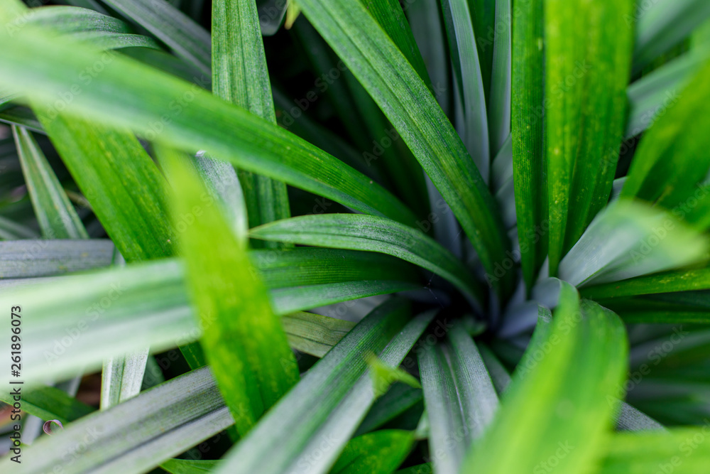 Obraz premium green leaf texture