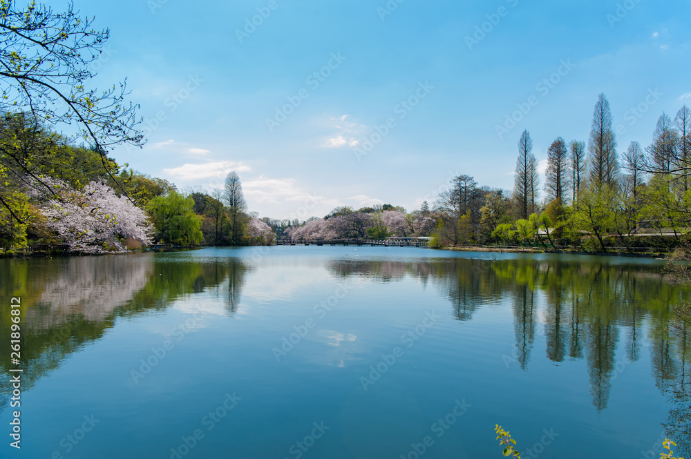 The scenery of the forest is reflected in the lake water in Inokashira Park, It is a famous cherry blossom viewing place in Tokyo, Japan, The scenery of the forest is reflected in the lake water in Inokashira Park, It is a famous cherry blossom viewing place in Tokyo, Japan,