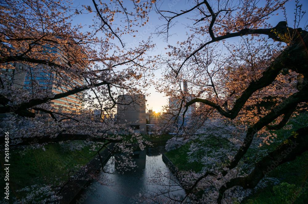 千鳥ヶ淵の桜と朝日