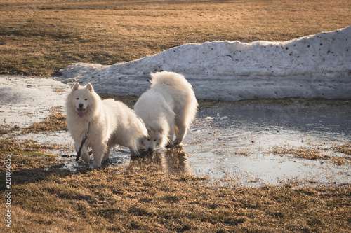 Two Samoyed dogs playing in melt water next to a snow pile in April.  photo