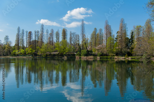 The scenery of the forest is reflected in the lake water in Inokashira Park, It is a famous cherry blossom viewing place in Tokyo, Japan,