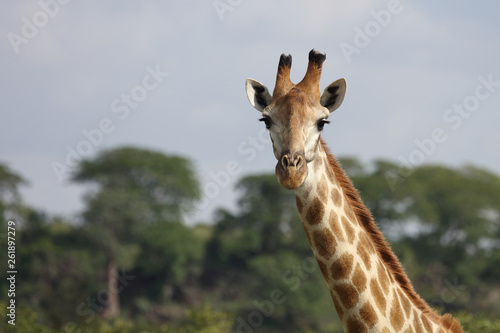 Photography Giraffe / Giraffe / Giraffa Camelopardalis