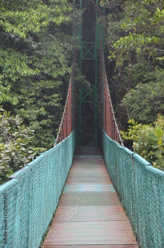 Rainforest bridge
