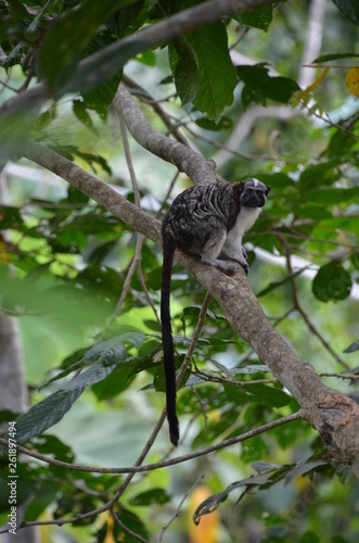Tamarin Monkey