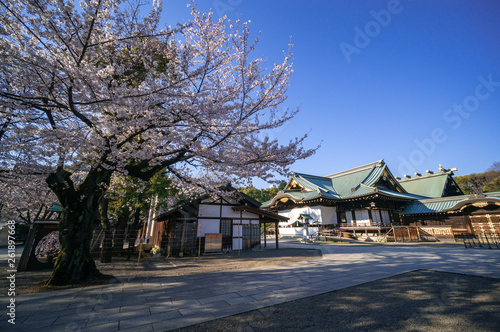 靖国神社 桜 © kawamura_lucy