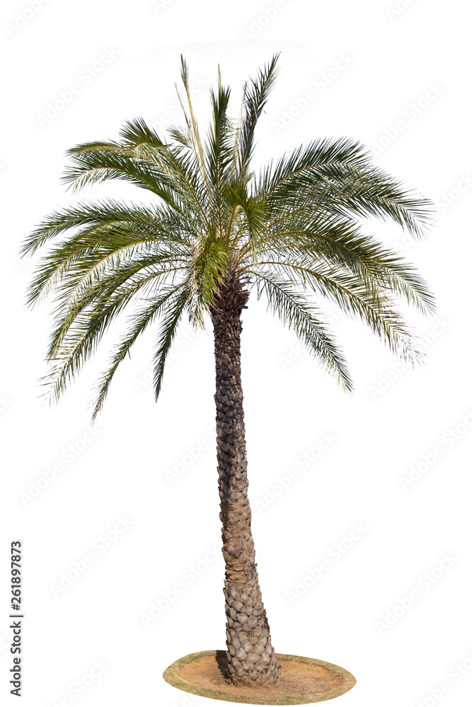 Obraz premium Palm tree isolated on white background.Clipping path.