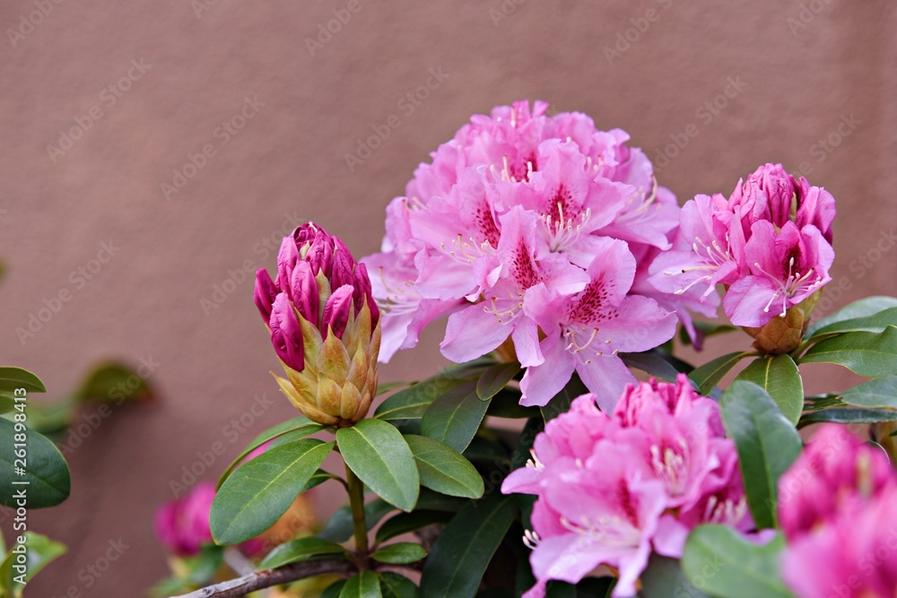 Rhododendrons flower Rhododendrons flower