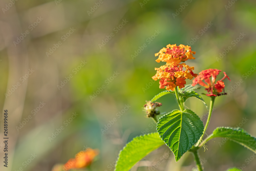 Close up Lantana Camara Flowers with Green Leaves Isolated on Nature Background Close up Lantana Camara Flowers with Green Leaves Isolated on Nature Background