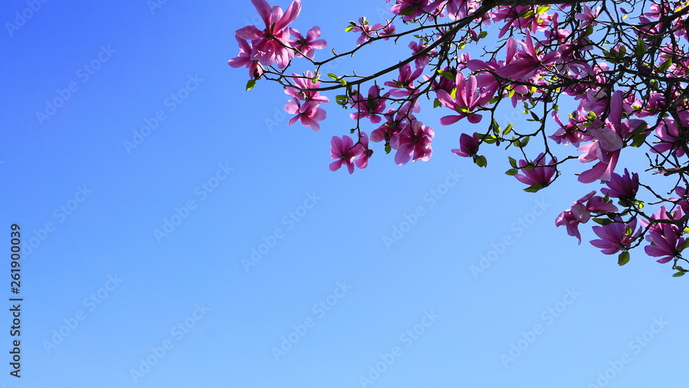 Magnolia blossom tree. Beautiful magnolia flowers against blue sky background close up. Japanese magnolia. Magnolia blossom tree. Beautiful magnolia flowers against blue sky background close up. Japanese magnolia.