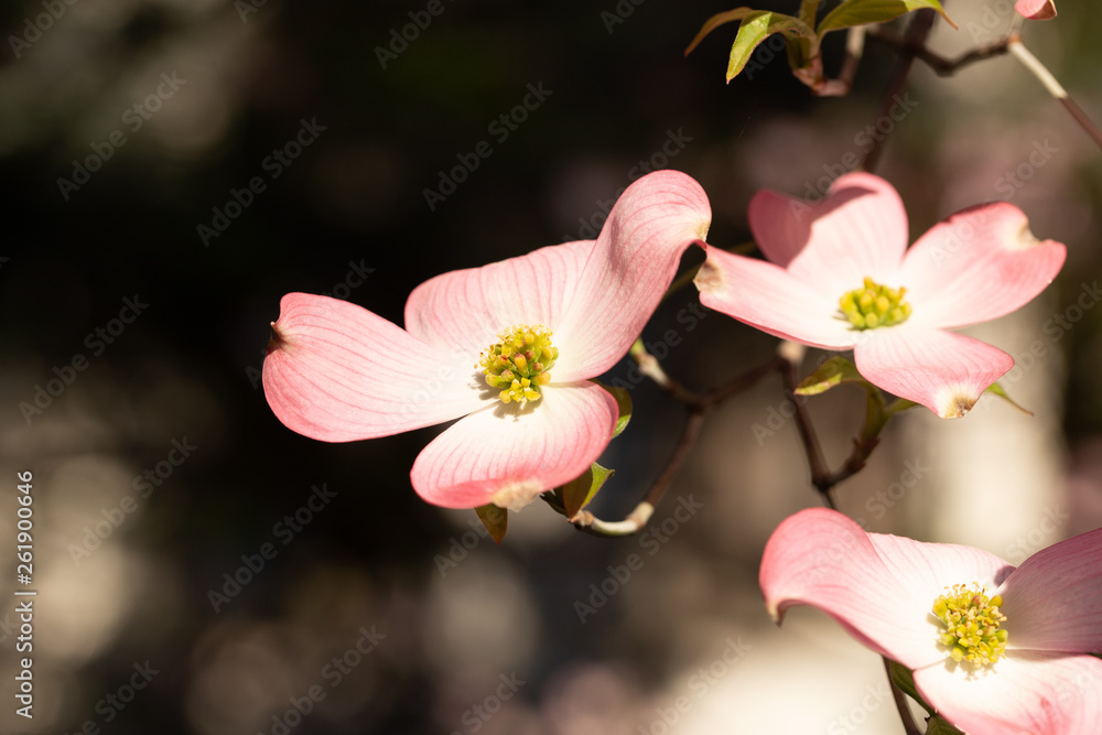 flowers on a background flowers on a background