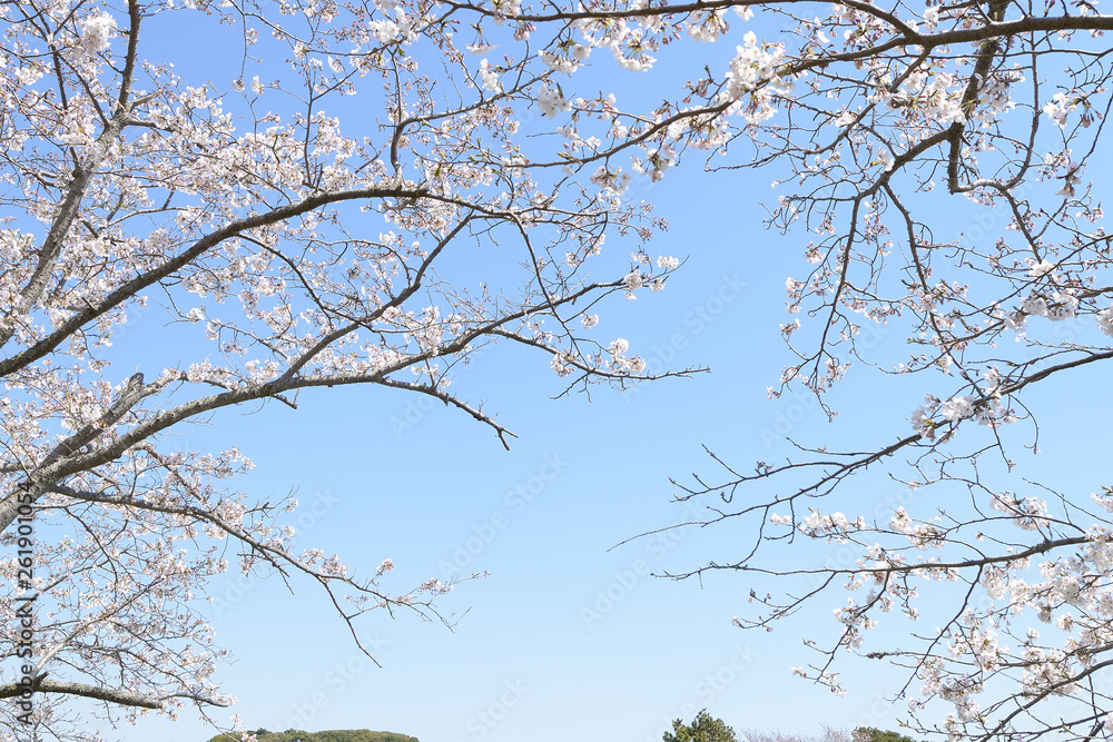 桜　春らんまん　春　お花見