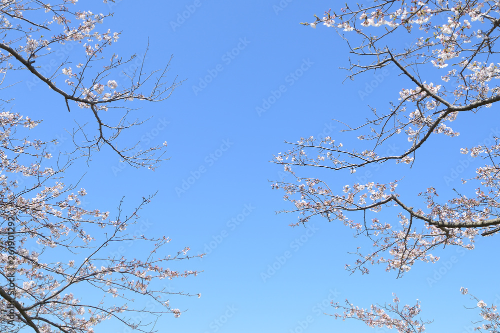 Obraz premium 桜 春らんまん 春 お花見