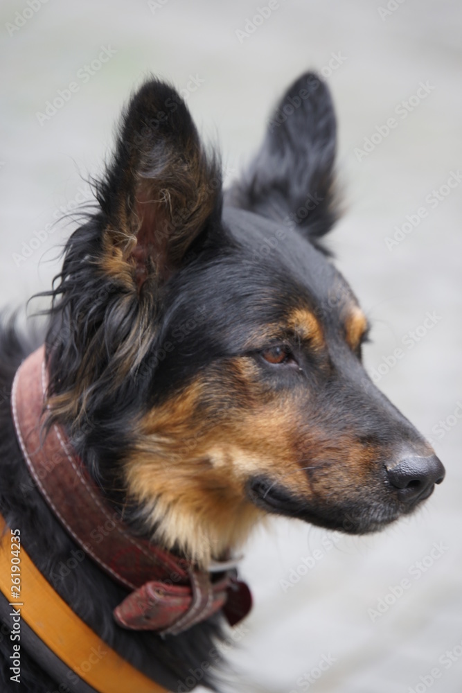 Fototapeta premium Altdeutscher Hütehund - Altdeutscher Schäferhund