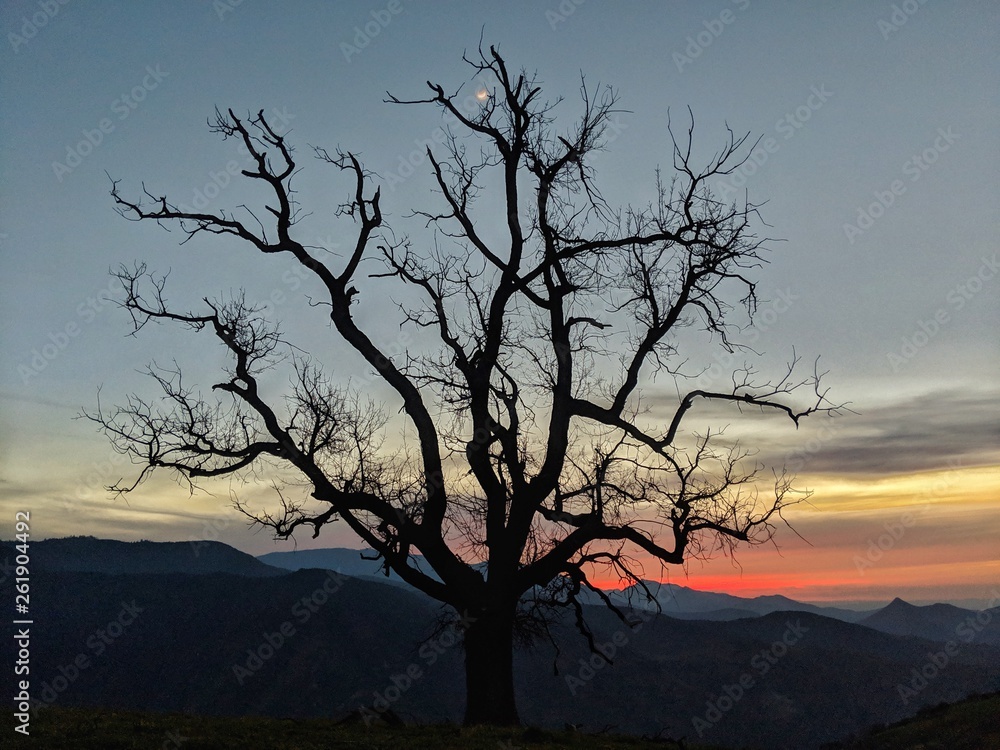 Naklejka premium Oak Silhouette Sunset
