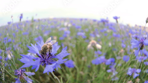 A busy bee is pollinating a blue knapweed meadow flower in the summer field without people Close up view slow mo video in 4K on UHD camera