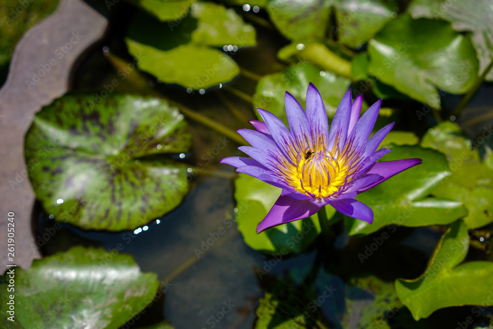 Close up purple water lily lotus flower with bees in a pond with lotus leaves in background