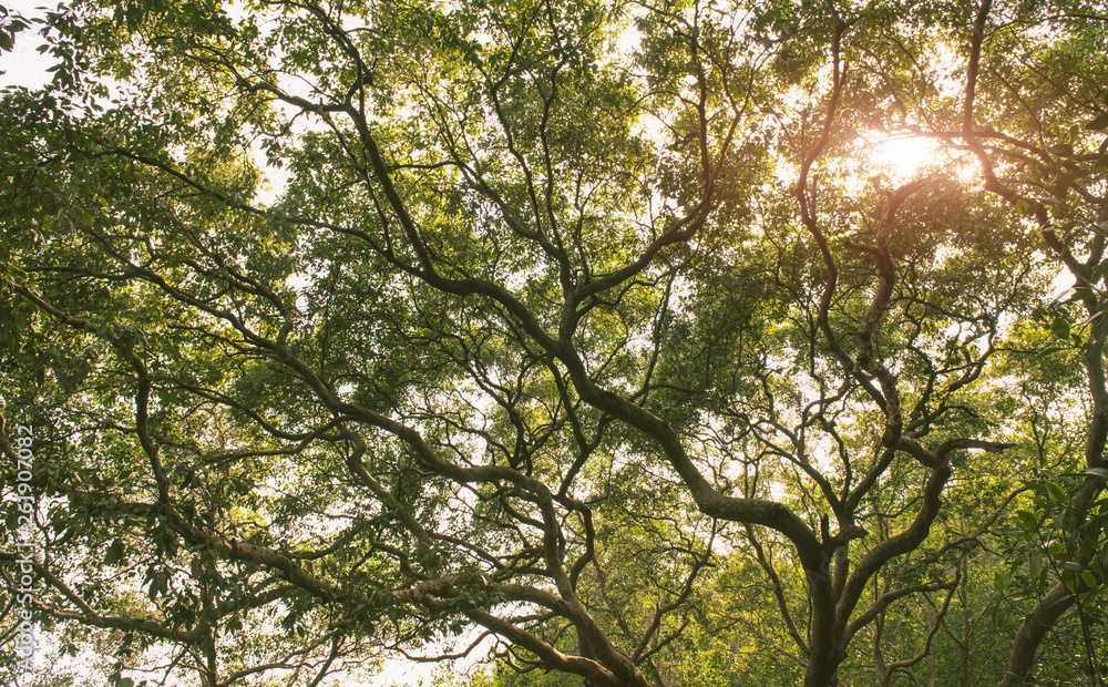 Mangrove forest with sun lighting. Mangrove forest with sun lighting.