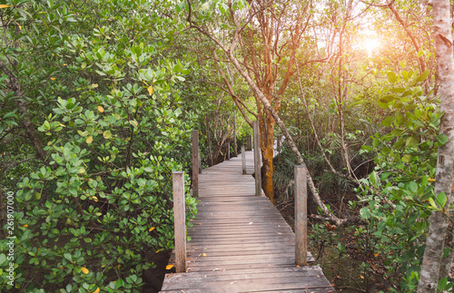 Mangrove forest with sun lighting.