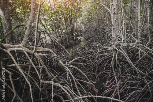Ecology of mangrove forest. © NPD stock