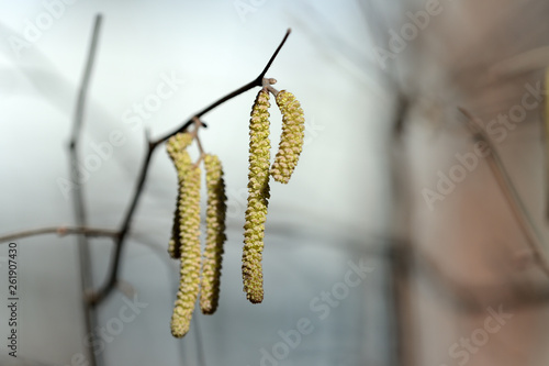 The young blooming long catkins on alder tree branches in early spring