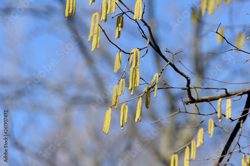 The young blooming long catkins on alder tree branches in early spring