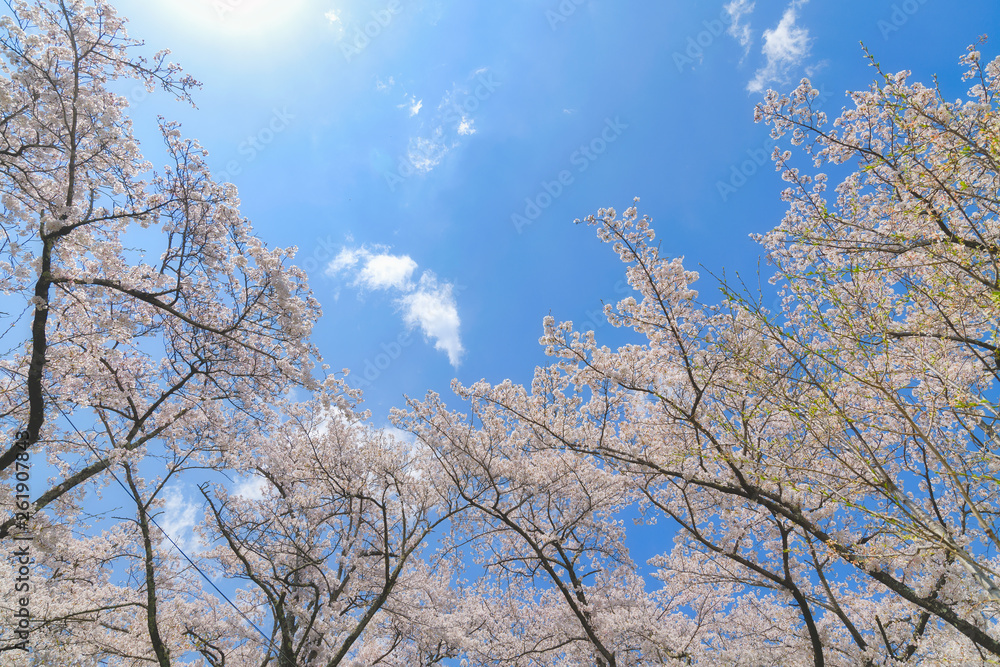 ＜山梨県＞大法師公園　桜まつり