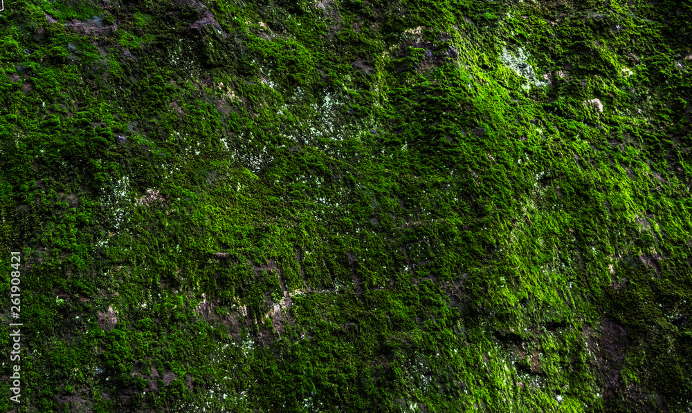 Obraz premium Moss covered
