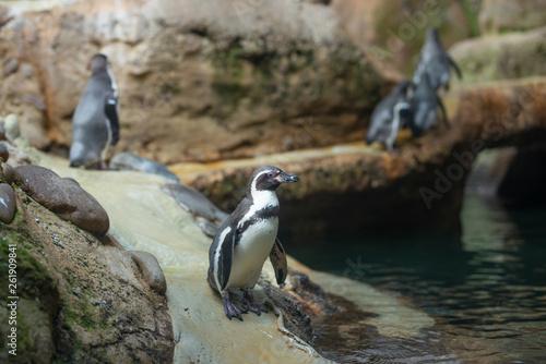 penguins in the habitat. wild nature