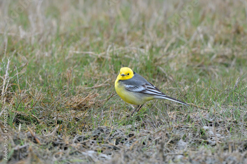 Citrine wagtail on the ground