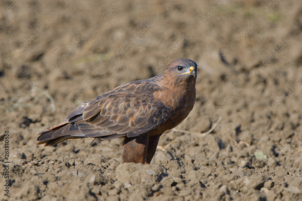 Fototapeta premium Steppe Buzzard (Buteo vulpinus)