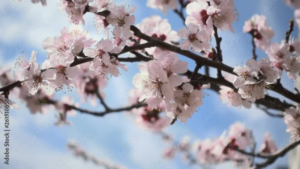 Cherry blossoms. Beautiful pink flowery fruit tree under a blue sky