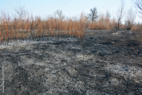 Burned dry grass with bushes and trees.