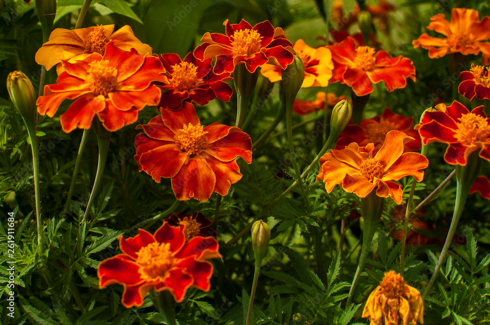 French marigold flowers in garden closeup as floral background