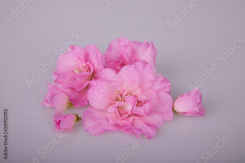 Blossoming plant of azalea in flowerpot. "Rhododendron simsii" on light background 