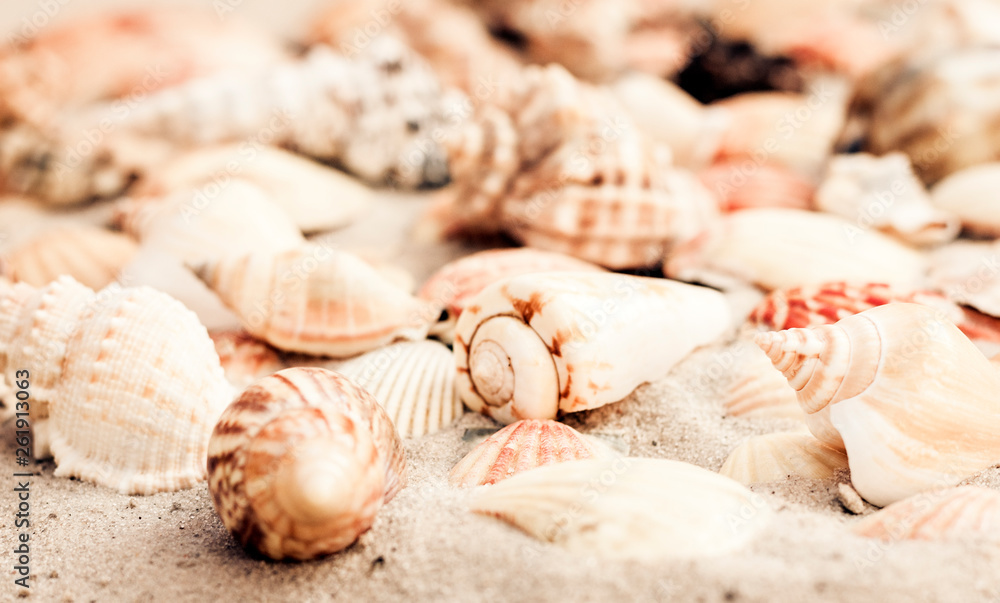 Seashells on the sand, summer beach background, travel concept with copy space for text.