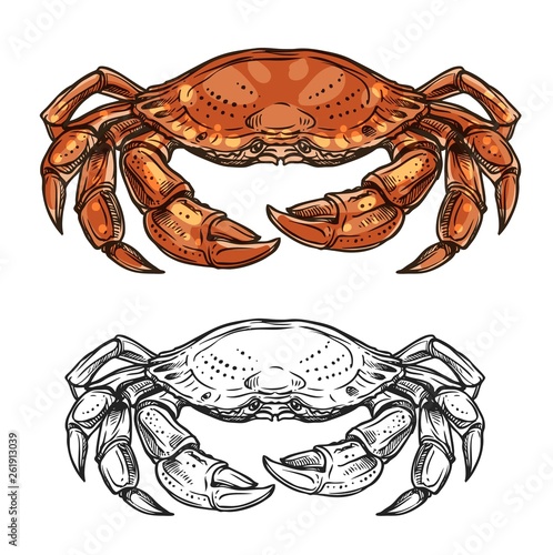 Crab animal sketch of sea shellfish or crustacean