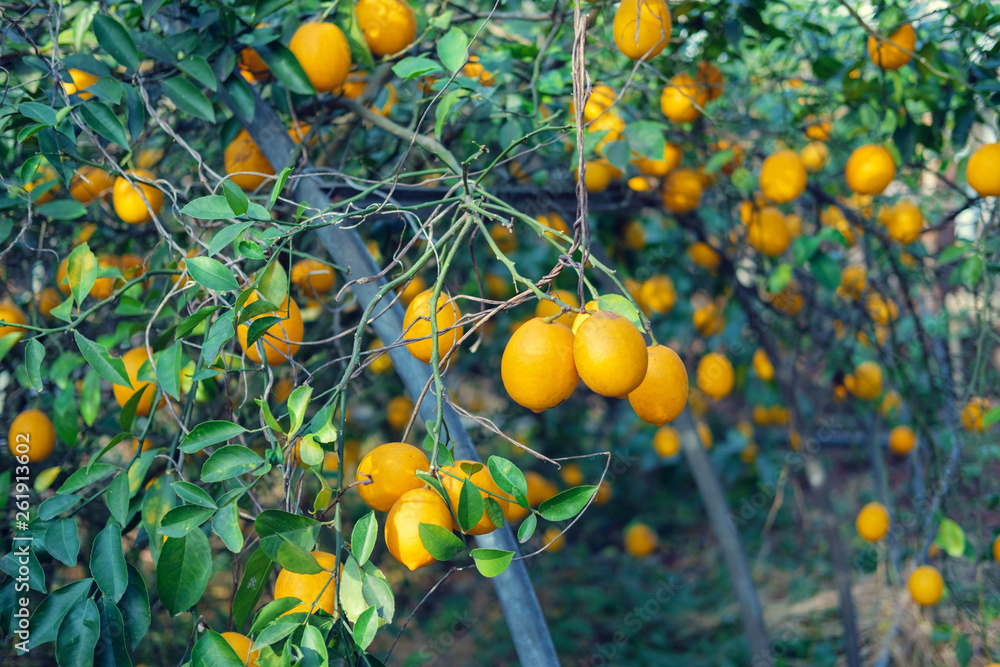 Branches of lemon tree
