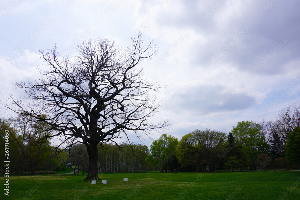 公園内の巨木