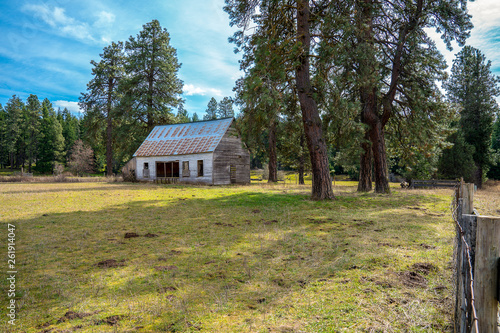 Abandoned cabin with colorful metal roof among ponderosa pines just outside of the woods