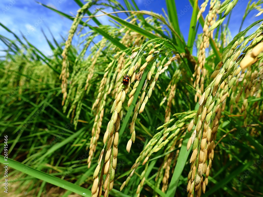 Rice ripe paddy field ready for harvest season. Rice ripe paddy field ready for harvest season.