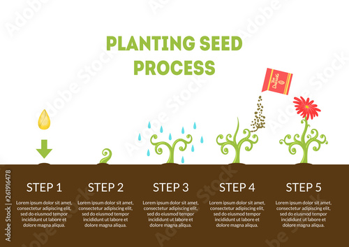 Planting Seed Process Banner, Stages of Growth of Flower from Seed, Timeline Infographic of Planting Garden Flower Vector Illustration