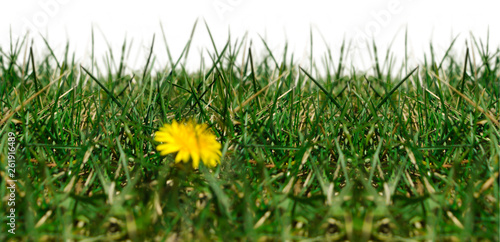 Seamless image with grass on a white background.